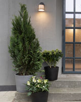 Grøn Cypres, Chamaecyparis lawsoniana 'Ivonne' - 140-160 cm