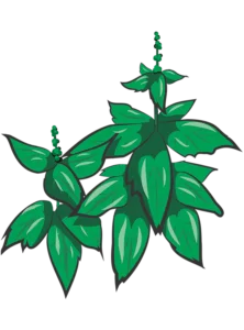 Grøn Basilikum Piccolino - 15-25 cm