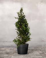 Grøn Cypres Chamaecyparis Lawsoniana ' Ivonne' - 140-160 cm