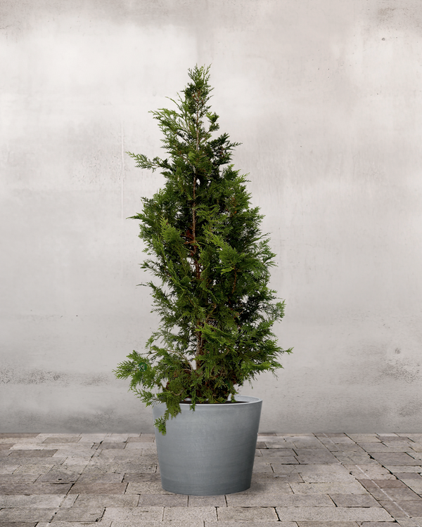 Grøn Cypres 'Ivonne', 140-160 cm
