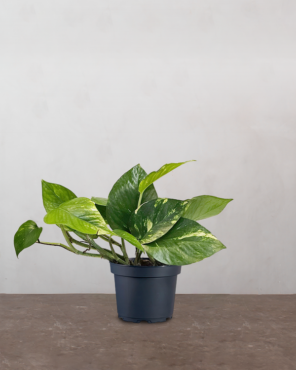 Gule Ranke Stueplanter – store og små grønne planter leveret til døren | Greenify