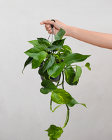 Guldranke, Epipremnum aureum - 25-35 cm