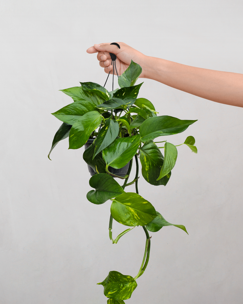 Guldranke, Epipremnum aureum - 25-35 cm