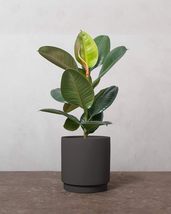 Gummitræ, Ficus Elastica 'Robusta' - 40-60 cm