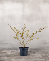 type=Ingen krukke/color=Ingen farve