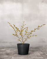 type=Greenify Udendørskrukke/color=Sort