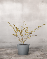 type=Greenify Udendørskrukke/color=Grå