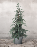 Himalaya Ceder 'Feeling Blue' - 120-140 cm