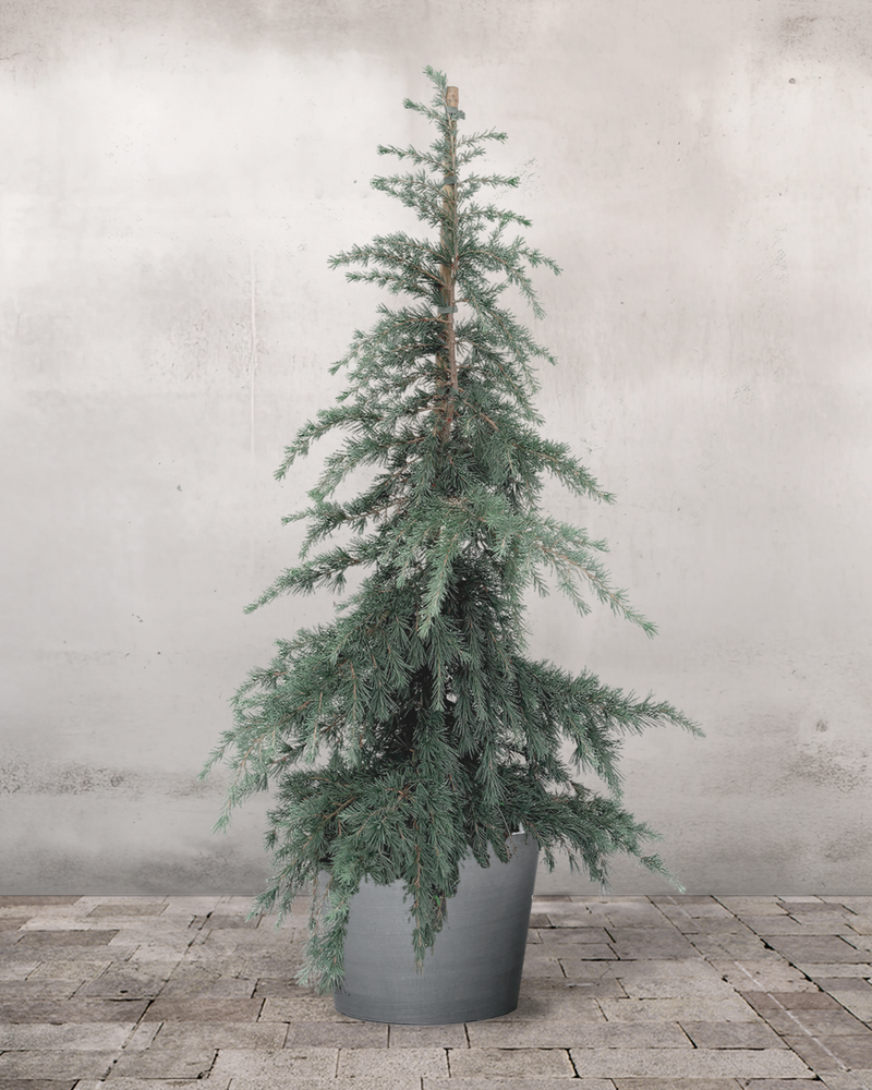 Himalaya Ceder 'Feeling Blue' - 120-140 cm