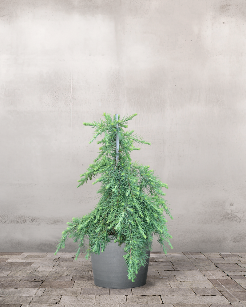 Himalaya Ceder 'Feeling Blue' - 80-100 cm