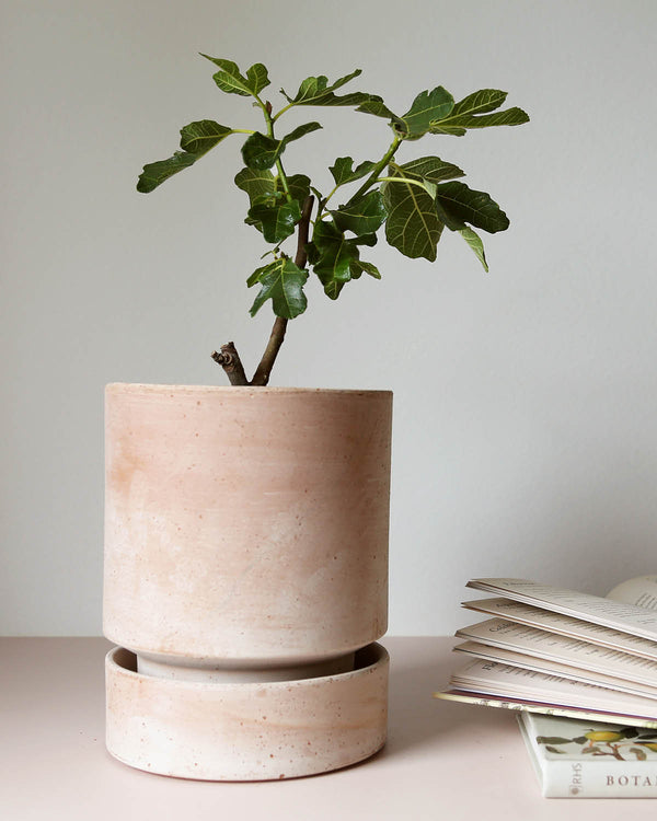 Hoff Krukke - Raw Rosa