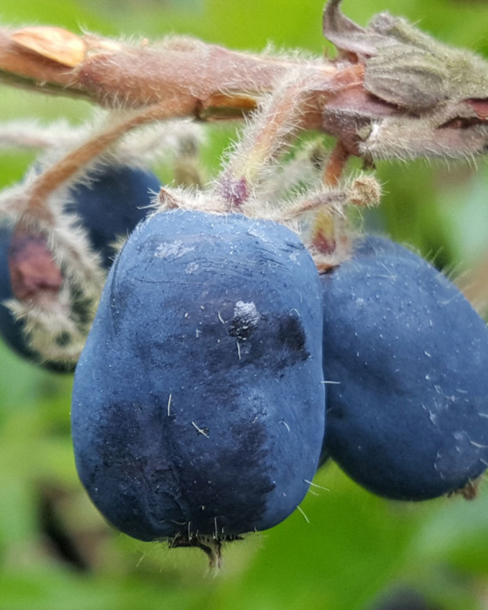 Honningbær, Lonicera kamtschatica - 60-80 cm – Greenify