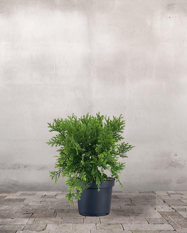 type=Ingen krukke/color=Ingen farve