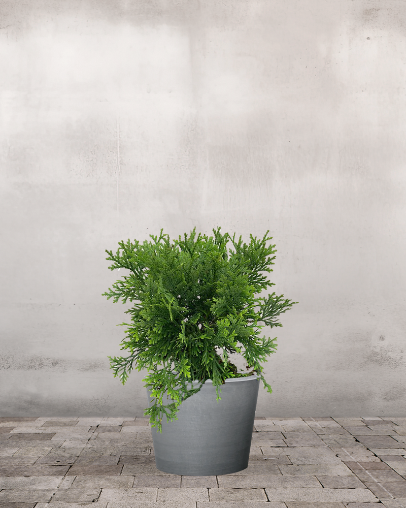 type=Greenify Udendørskrukke/color=Grå