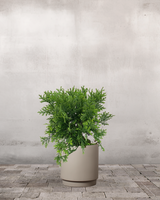 type=Simple krukke/color=Light Sand