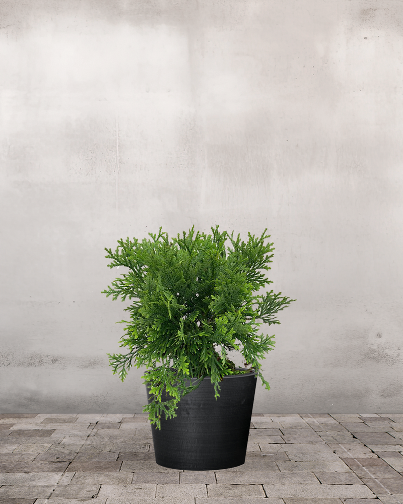 Udendørskrukke/color=Sorttype=Greenify 