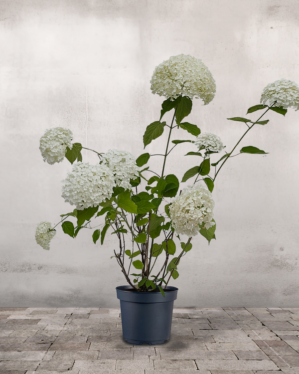 Hortensia Hydrangea 'Annabelle' - 80-100 cm