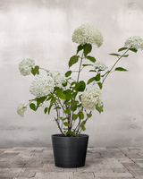 Hortensia Hydrangea 'Annabelle' - 80-100 cm