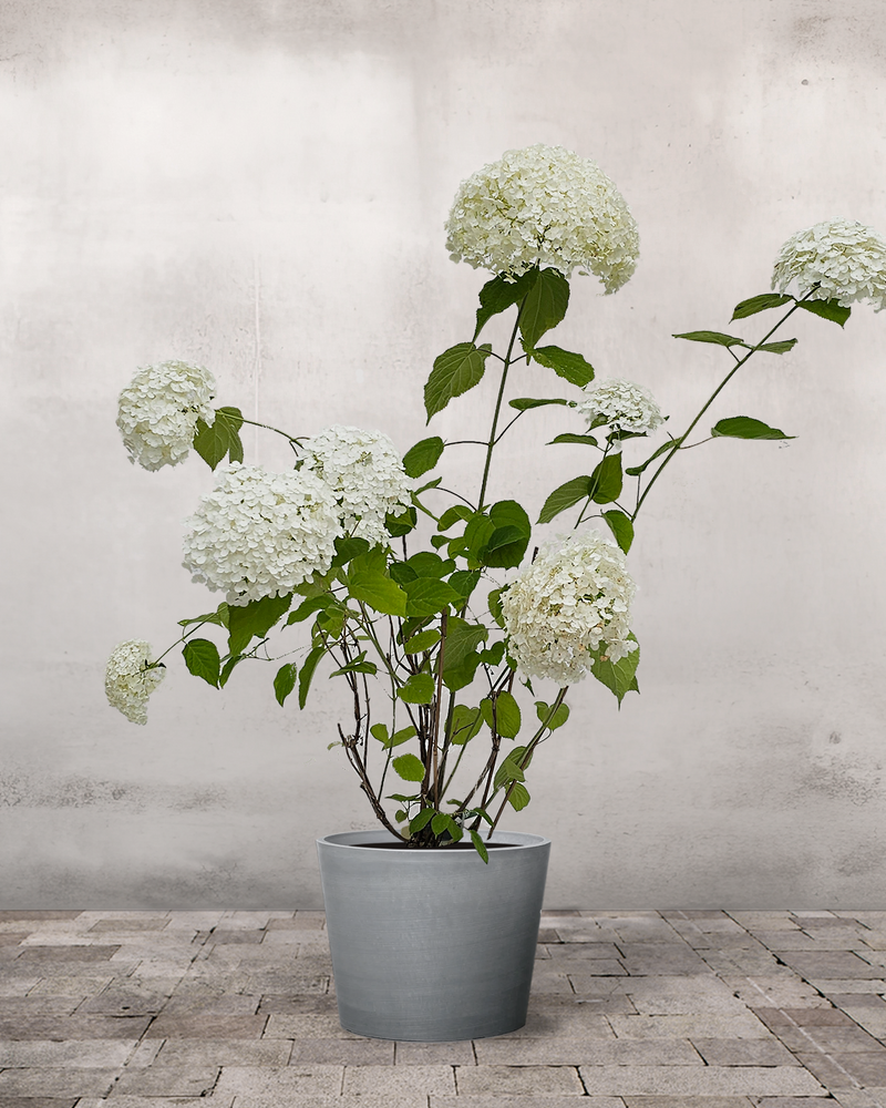 Hortensia Hydrangea 'Annabelle' - 80-100 cm