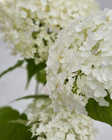 Hortensia Hydrangea 'Annabelle' - 80-100 cm