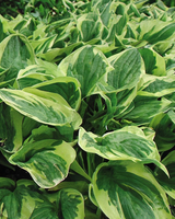 Hosta 'Wide Brim' - 30-50 cm