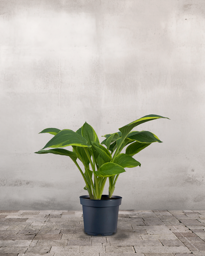 Hosta 'Aurea Marginata' - 30-50 cm