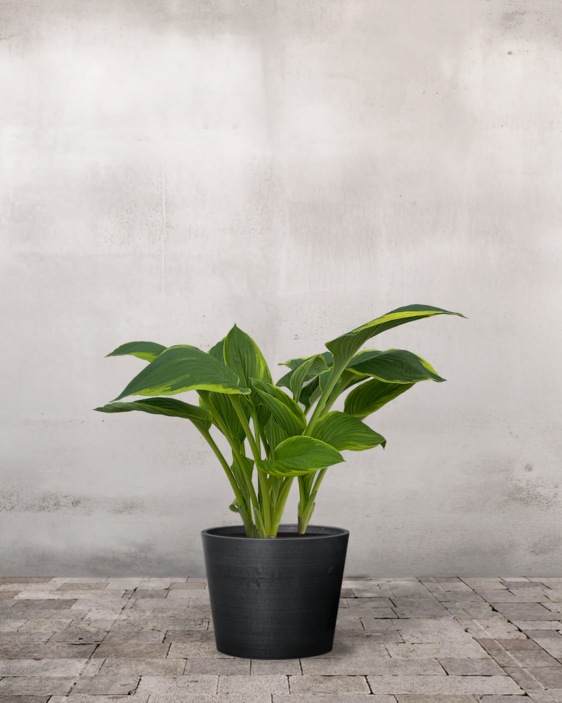 Hosta 'Aurea Marginata' - 30-50 cm