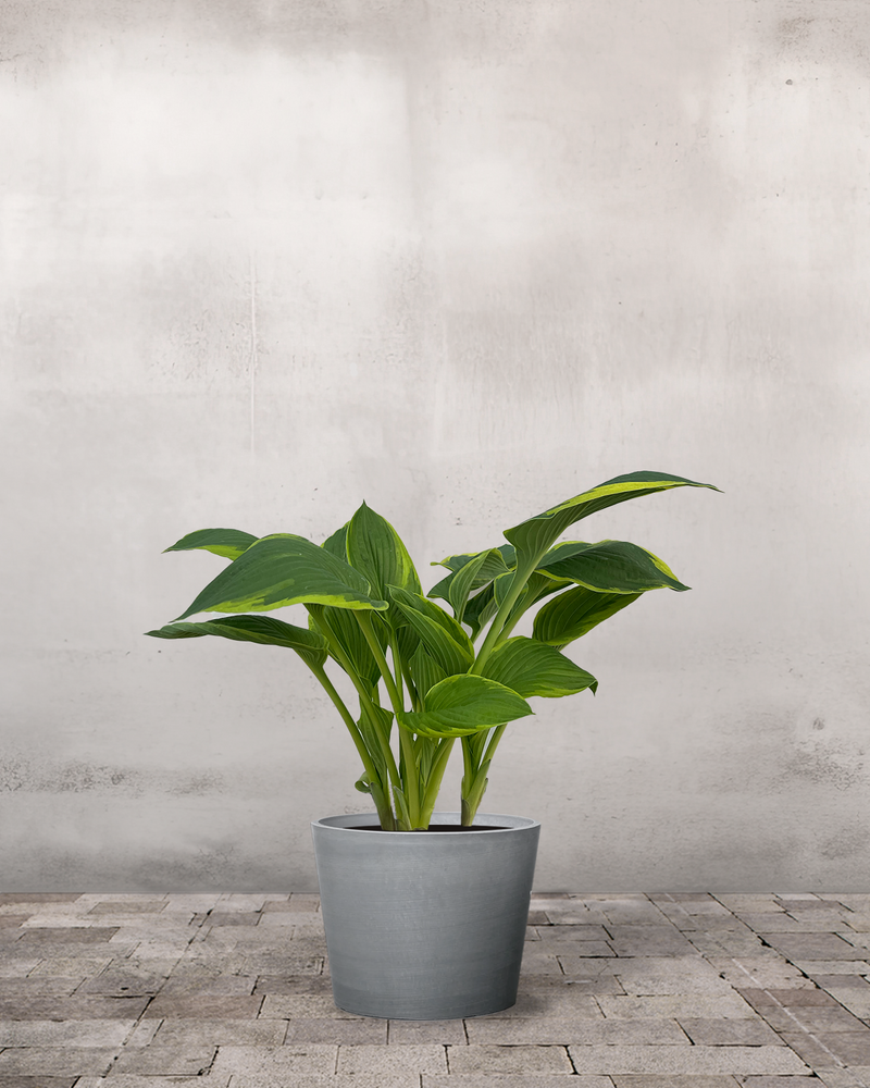 Hosta 'Aurea Marginata' - 30-50 cm