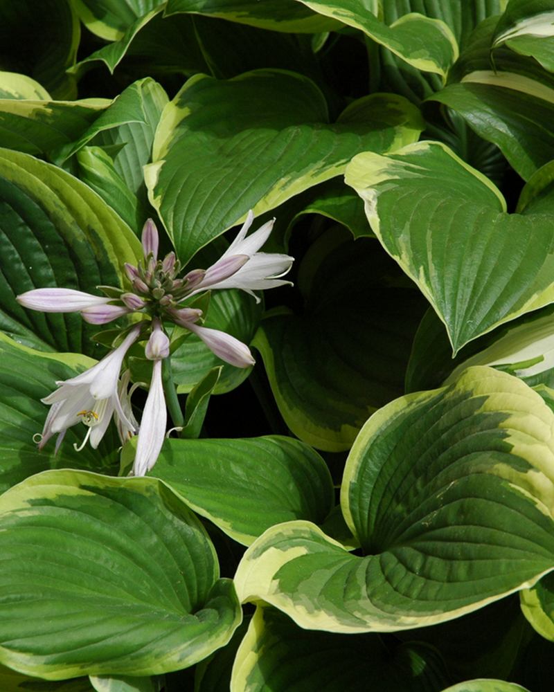 Hosta 'Aurea Marginata' - 30-50 cm