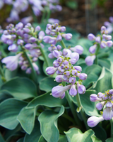 Hosta 'Blue Mouse Ears' - 20-40 cm