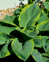 Hosta 'Francess William' - 30-50 cm