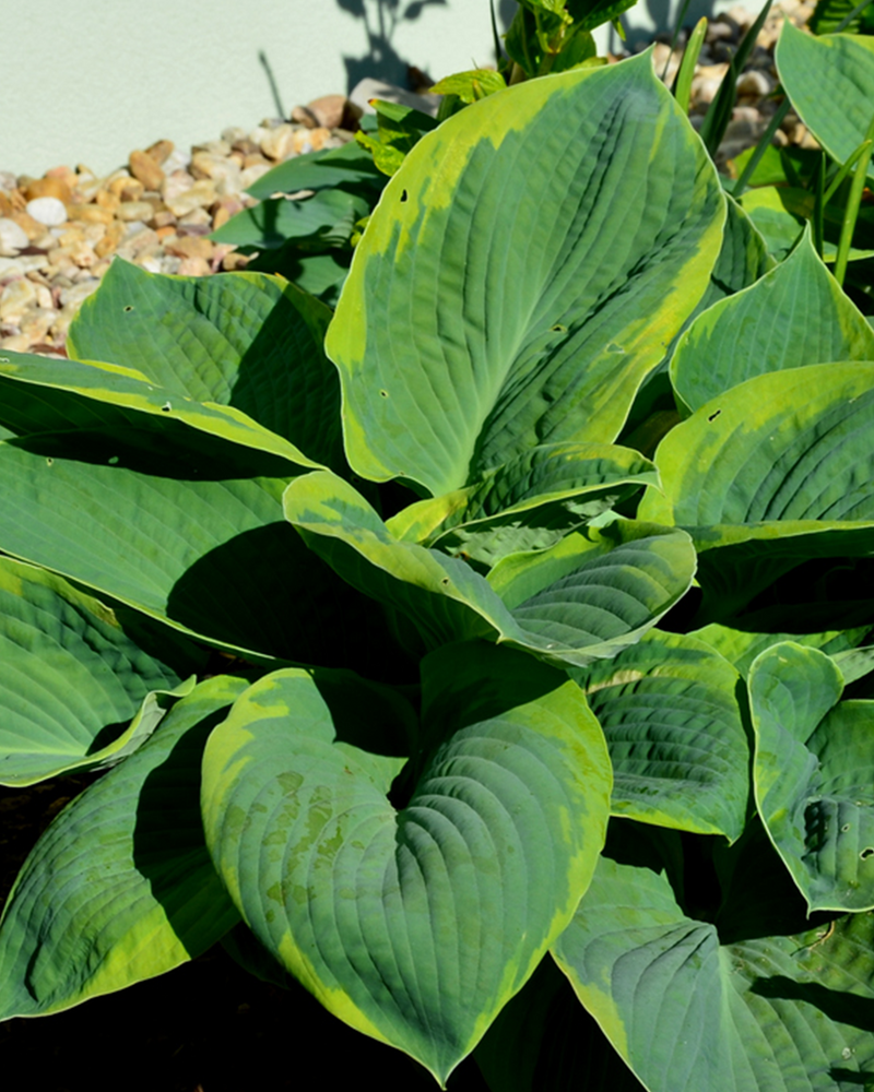 Hosta 'Francess William' - 30-50 cm