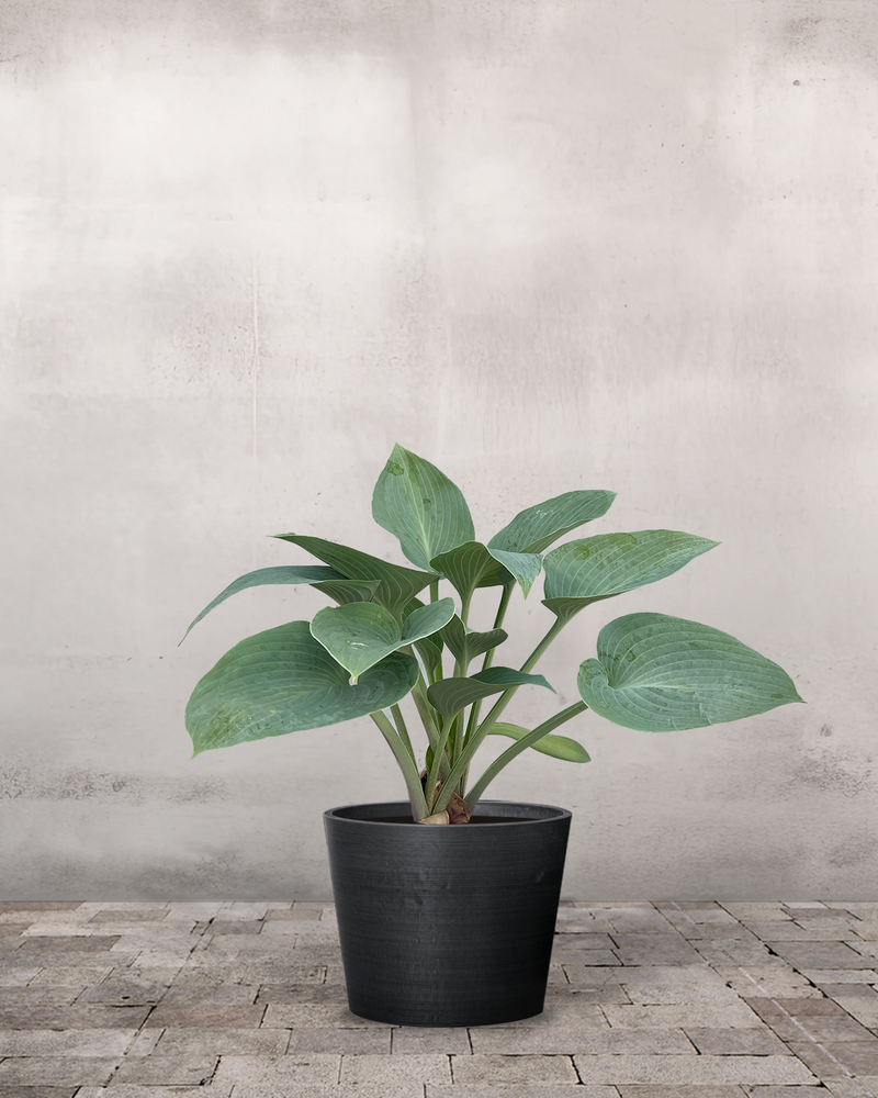 Hosta 'Halcyon' - 30-50 cm