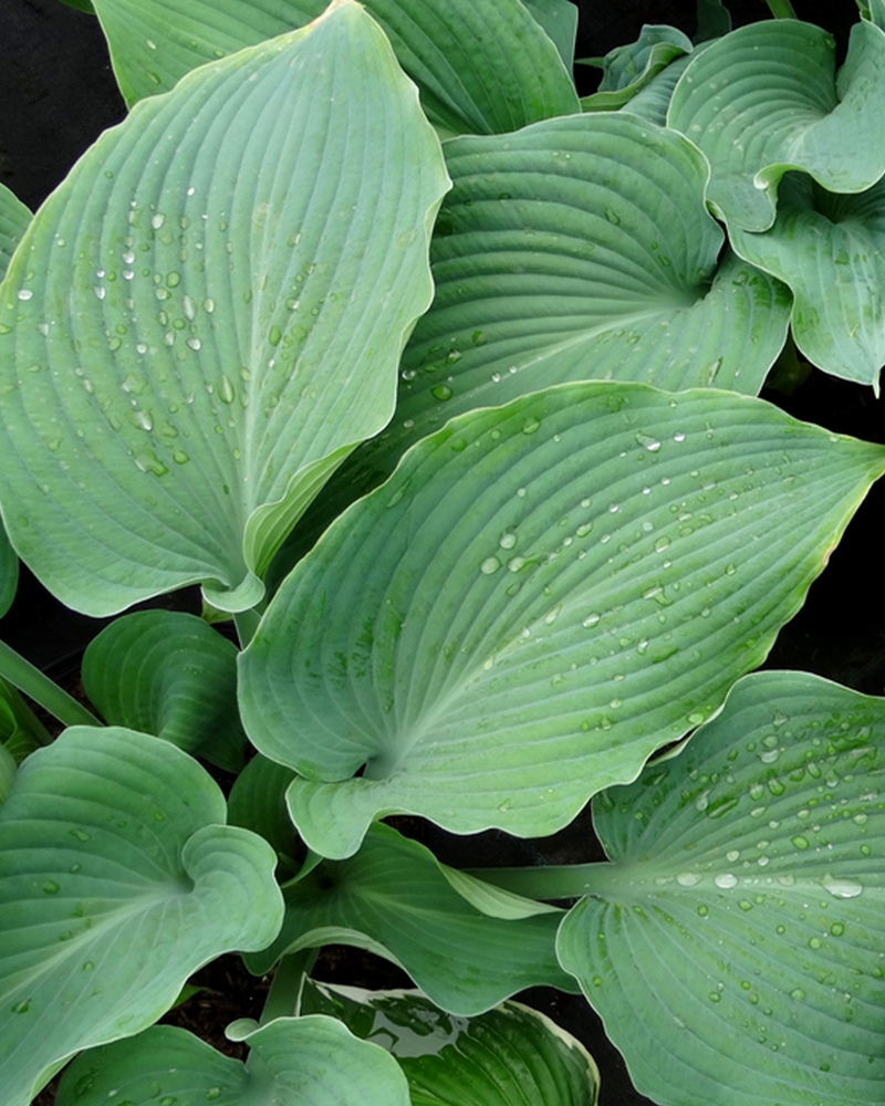 Hosta 'Halcyon' - 30-50 cm