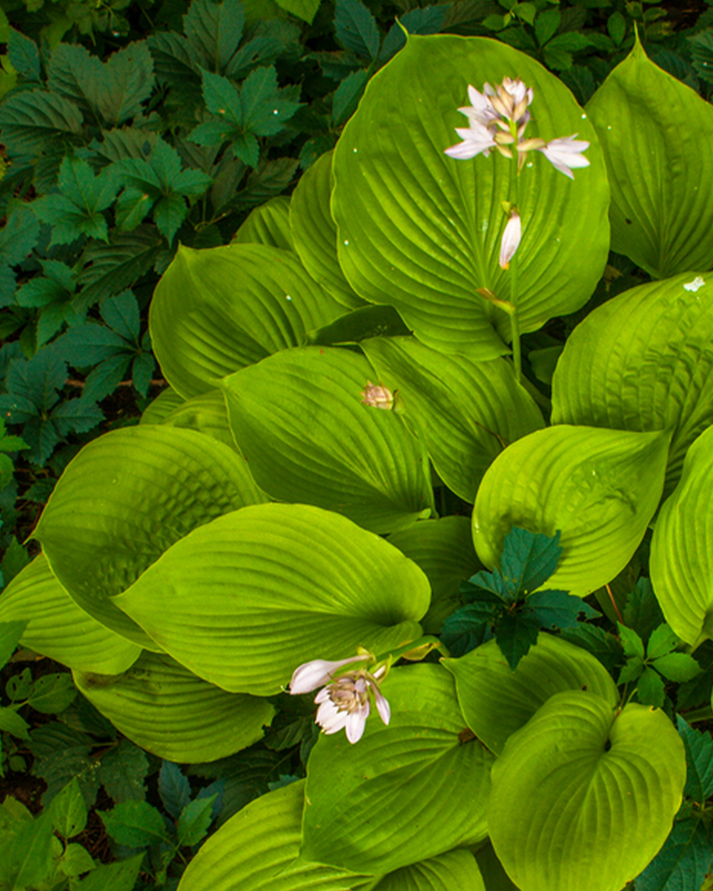 Hosta 'Sum And Substance' - 30-50 cm