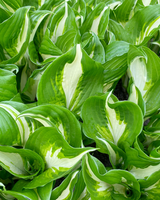 detalje
