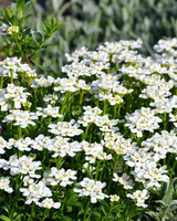 Snepude, Iberis Sempervirens 'Snowflake'