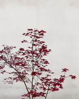 Japansk Løn, Acer palmatum 'Beni Maiko' - 100-120 cm