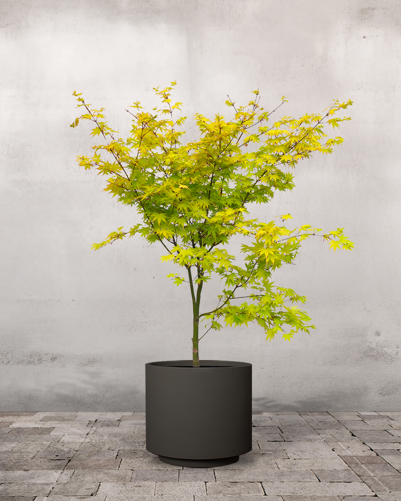 type=Simple krukke/color=Warm Black