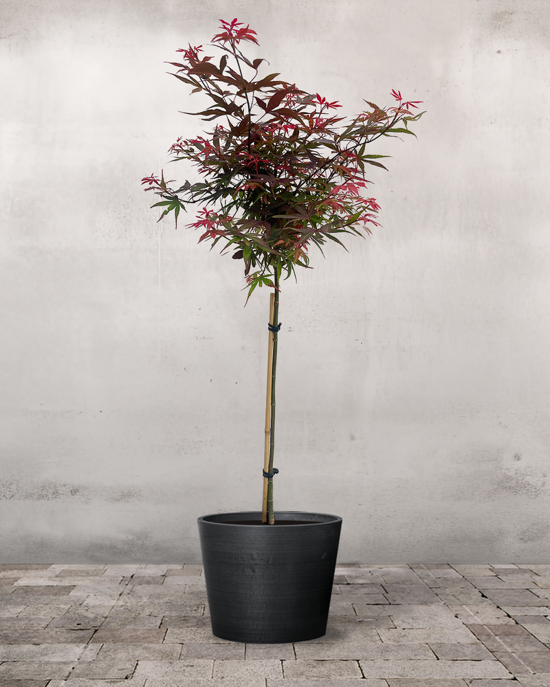 Japansk Løn, Acer palm. 'Shaina' - 90-100 cm