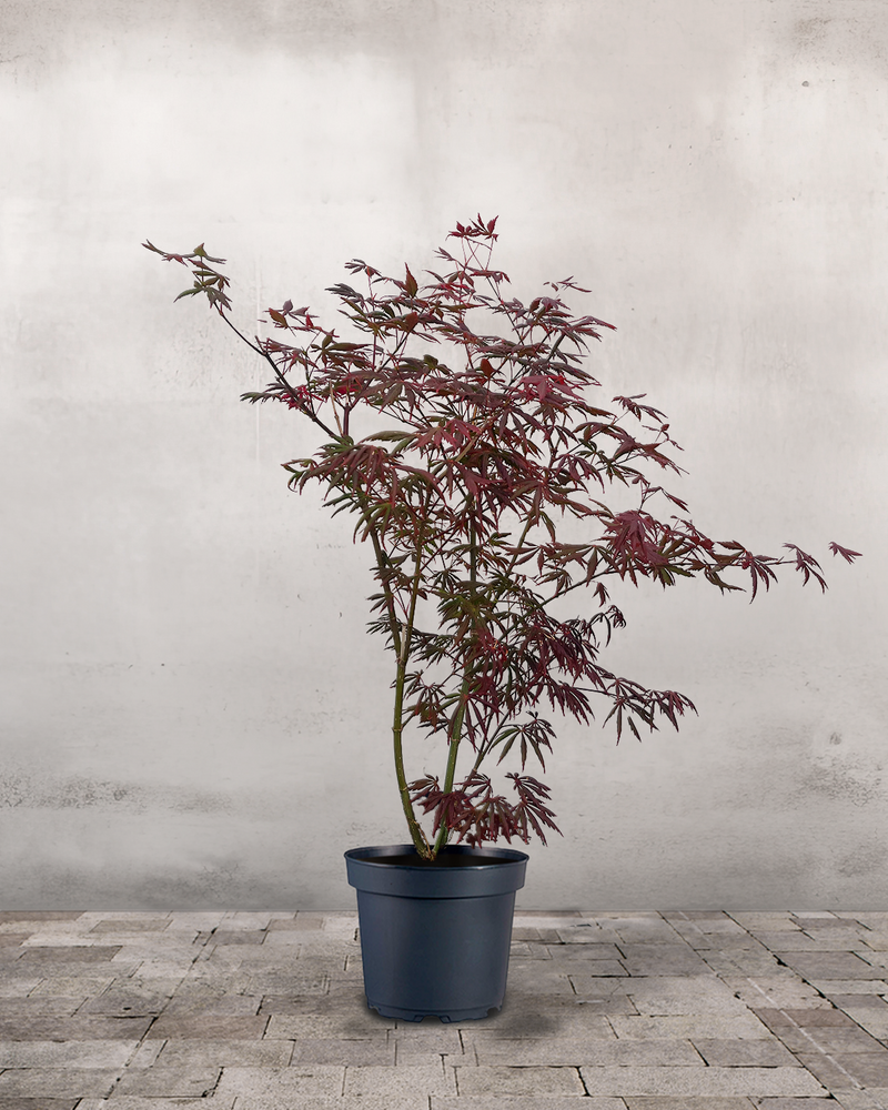 Japansk Løn, Acer palm. 'Trompenburg' - 80-100 cm