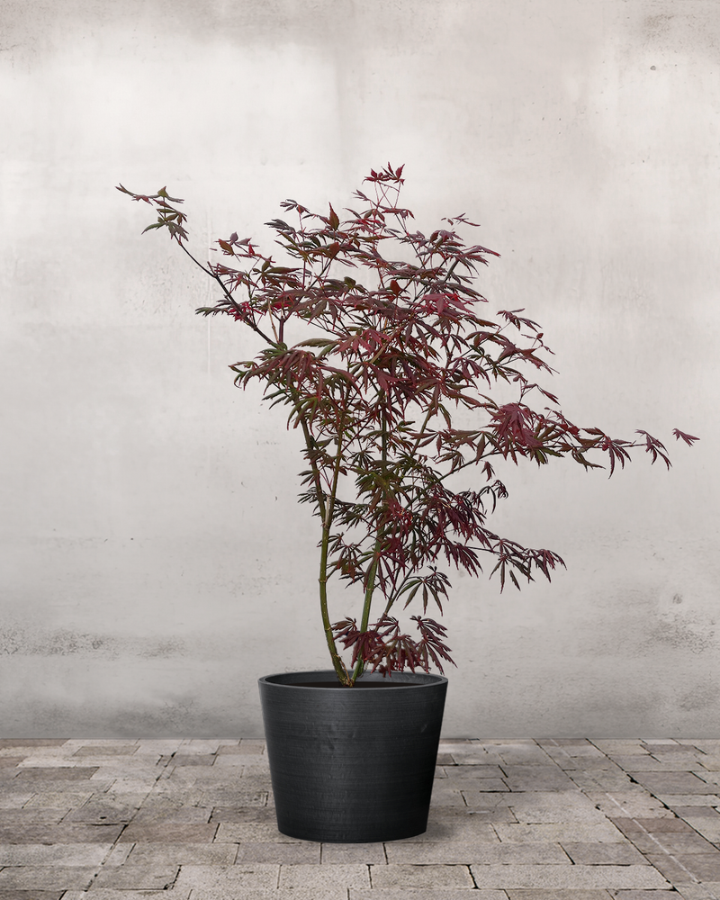 Japansk Løn, Acer palm. 'Trompenburg' - 80-100 cm