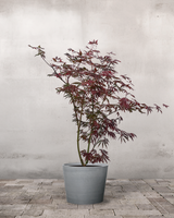 Japansk Løn, Acer palm. 'Trompenburg' - 80-100 cm