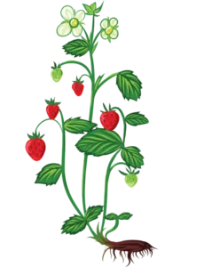 Jordbær 'Ostera' - 15-25 cm