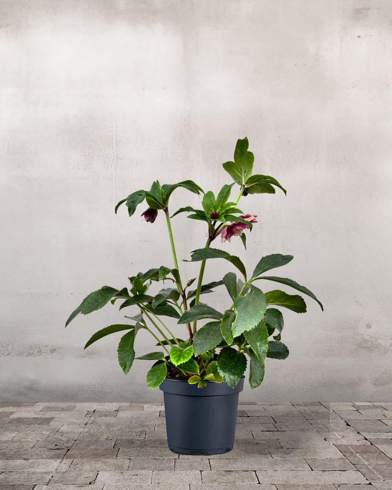 type=Ingen krukke/color=Ingen farve