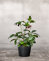 type=Greenify Udendørskrukke/color=Sort