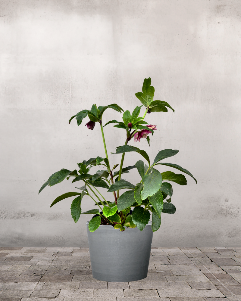 type=Greenify Udendørskrukke/color=Grå