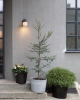 Kuglethuja, Thuja occ. 'Mr. Bowling Ball' - 70-80 cm