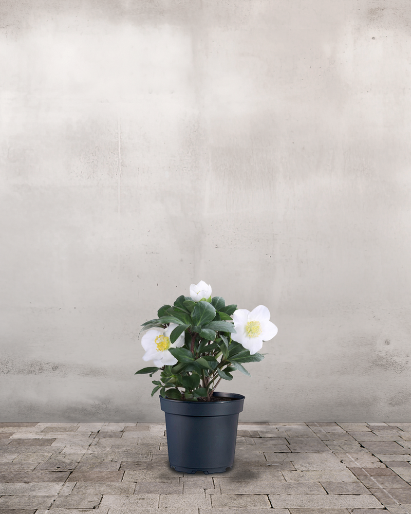 type=Ingen krukke/color=Ingen farve