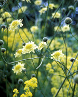 Kæmpe skælhoved, Cephalaria gigantea - 13 cm potte